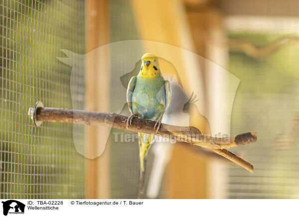 Wellensittiche / budgies / TBA-02228