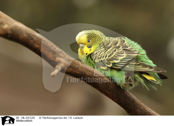 Wellensittich / budgie / HL-03124