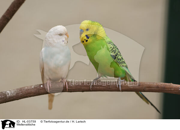 Wellensittiche / budgies / HL-03759
