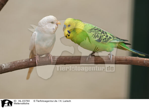 Wellensittiche / budgies / HL-03760