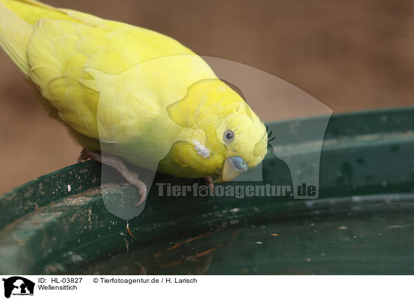 Wellensittich / budgie / HL-03827