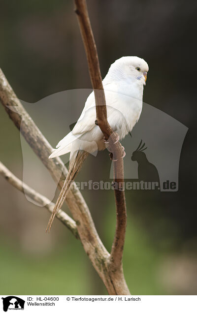 Wellensittich / budgie / HL-04600