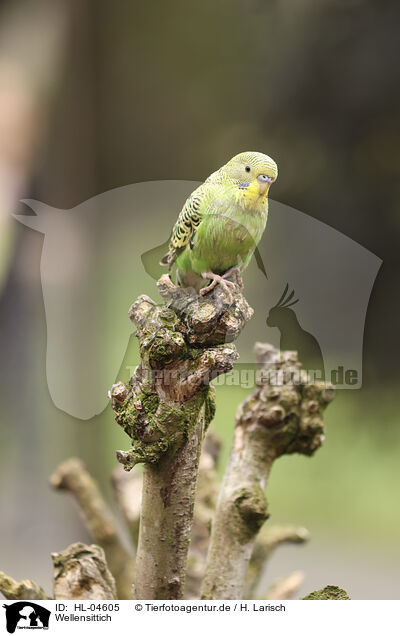 Wellensittich / budgie / HL-04605