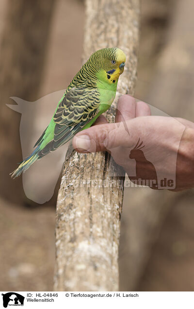 Wellensittich / budgie / HL-04846