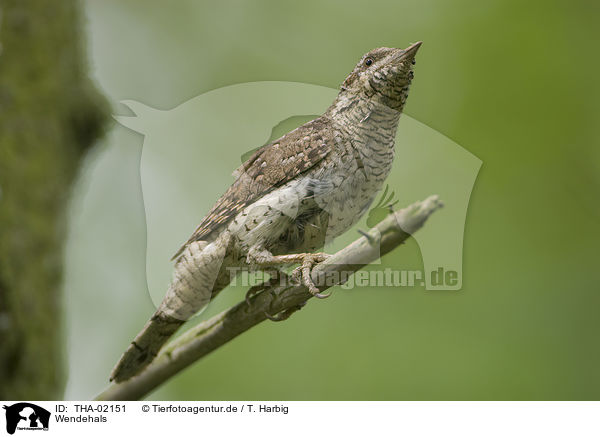 Wendehals / THA-02151