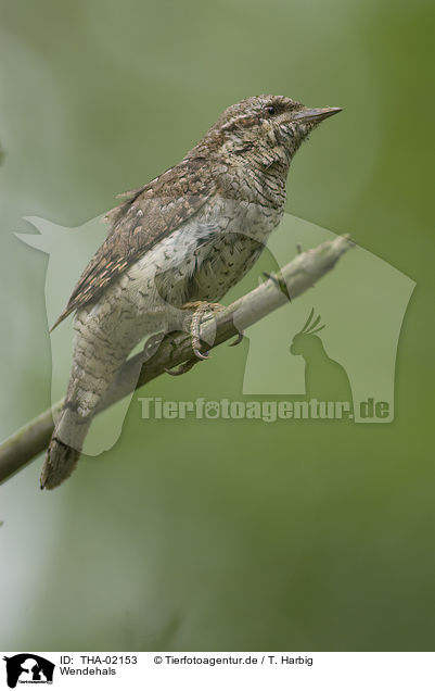 Wendehals / THA-02153