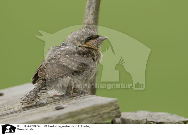 Wendehals / THA-02974