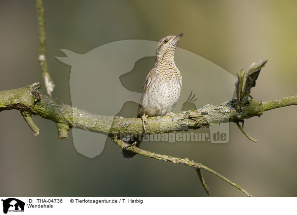 Wendehals / THA-04736