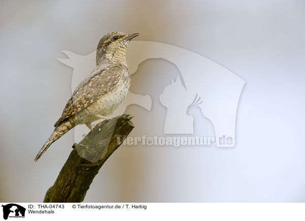 Wendehals / THA-04743