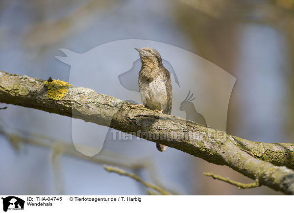 Wendehals / THA-04745