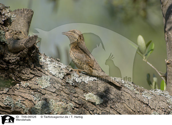 Wendehals / Eurasian wryneck / THA-06526