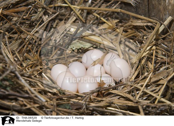 Wendehals Gelege / Eurasian wryneck eggs / THA-06529