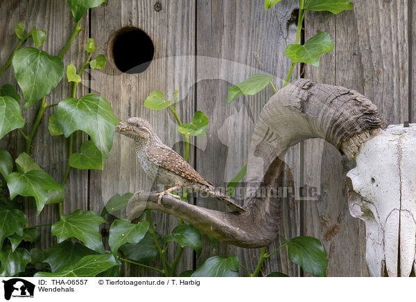 Wendehals / THA-06557