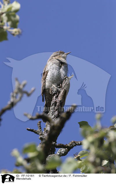 Wendehals / Eurasian Wryneck / FF-10161