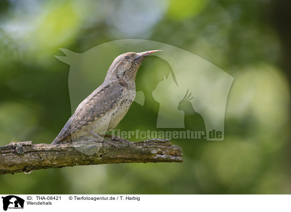 Wendehals / Eurasian Wryneck / THA-08421