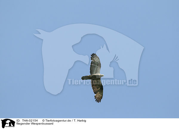 fliegender Wespenbussard / flying honey buzzard / THA-02154