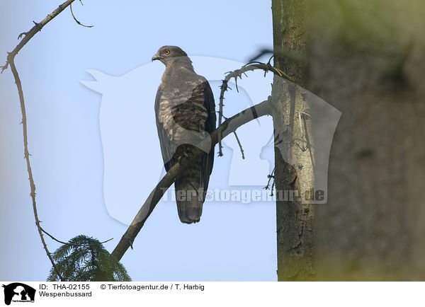 Wespenbussard / honey buzzard / THA-02155