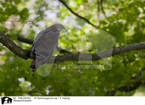 Wespenbussard / THA-05332
