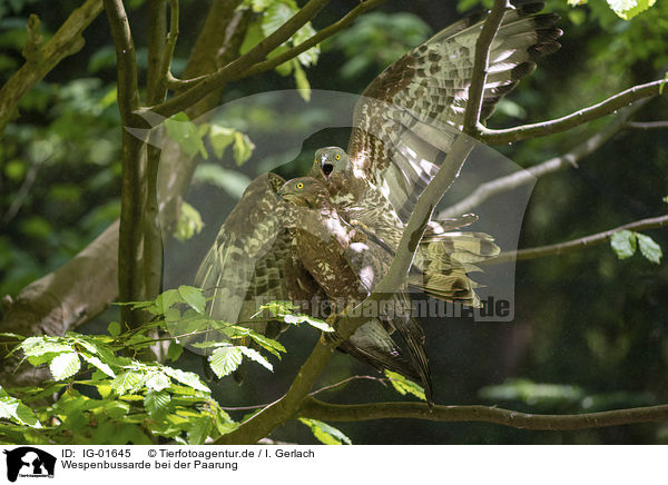 Wespenbussarde bei der Paarung / Honey Buzzards when mating / IG-01645