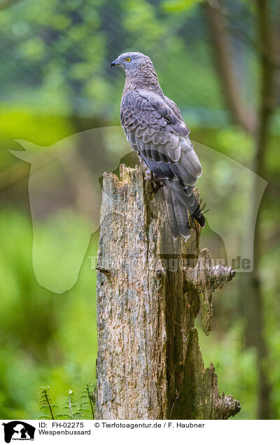 Wespenbussard / European honey buzzard / FH-02275