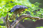 Wespenbussard