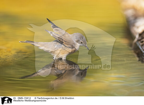 Westliche Weibartgrasmcke / Western Subalpine Warbler / DMS-15812