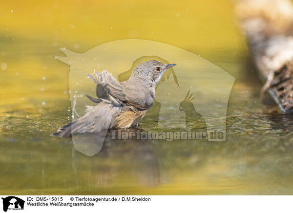 Westliche Weibartgrasmcke / Western Subalpine Warbler / DMS-15815