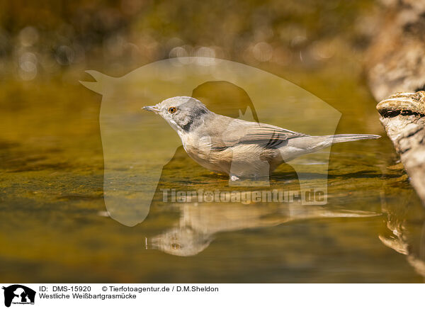 Westliche Weibartgrasmcke / Western Subalpine Warbler / DMS-15920