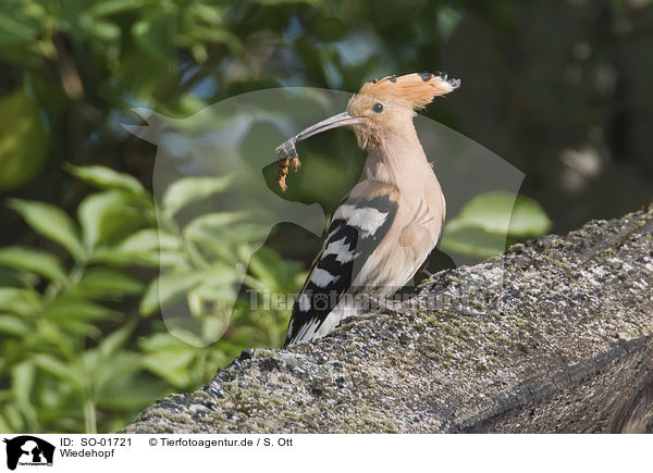 Wiedehopf / hoopoe / SO-01721