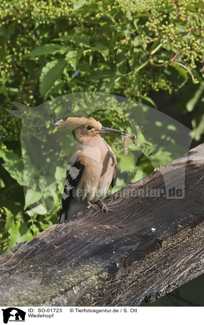 Wiedehopf / hoopoe / SO-01723