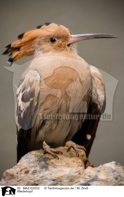 Wiedehopf / Eurasian hoopoe / MAZ-02002