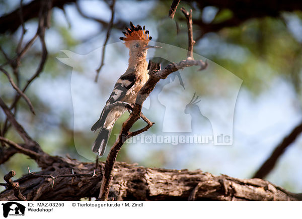 Wiedehopf / Eurasian hoopoe / MAZ-03250