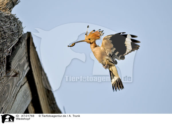 Wiedehopf / Eurasian hoopoe / AT-01768