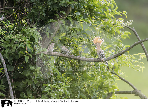 Wiedehopf / Eurasian hoopoe / MBS-16291