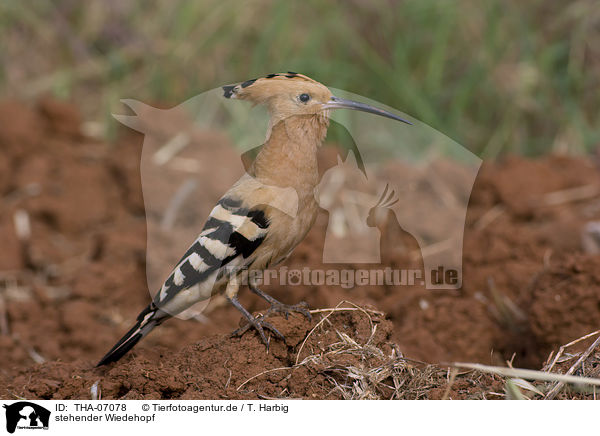 stehender Wiedehopf / standing Eurasian Hoopoe / THA-07078