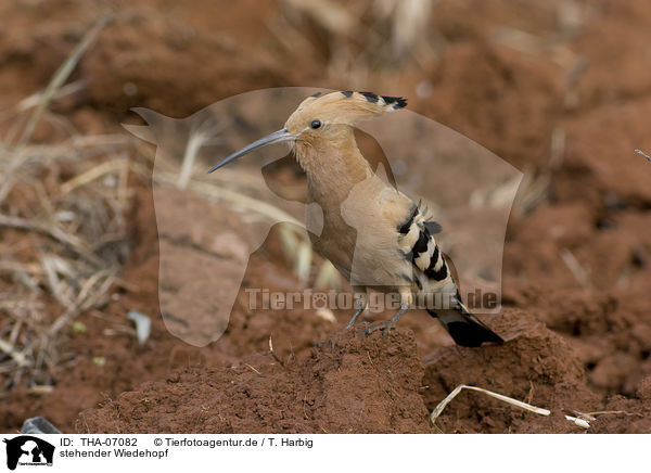 stehender Wiedehopf / standing Eurasian Hoopoe / THA-07082