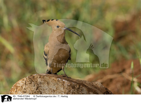stehender Wiedehopf / standing Eurasian Hoopoe / THA-07084