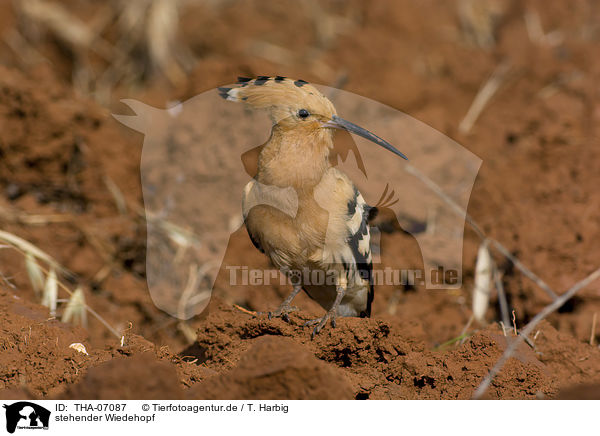 stehender Wiedehopf / standing Eurasian Hoopoe / THA-07087