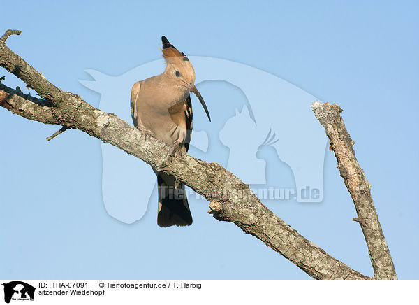 sitzender Wiedehopf / sitting Eurasian Hoopoe / THA-07091