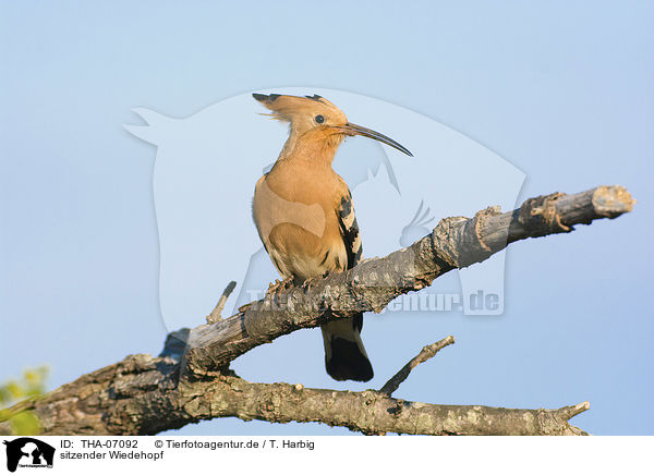 sitzender Wiedehopf / sitting Eurasian Hoopoe / THA-07092