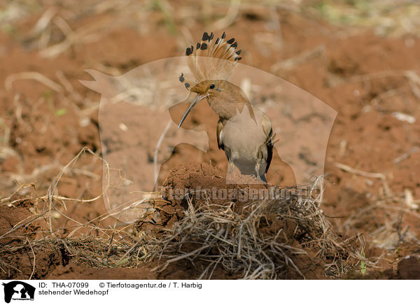 stehender Wiedehopf / standing Eurasian Hoopoe / THA-07099