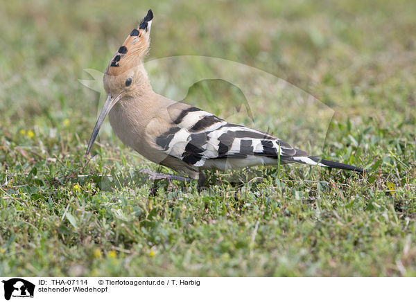 stehender Wiedehopf / standing Eurasian Hoopoe / THA-07114