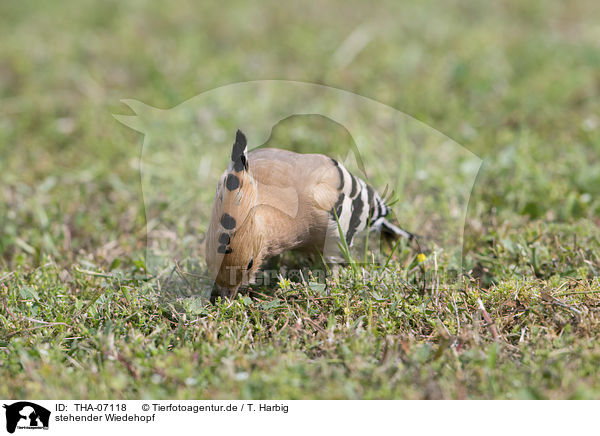 stehender Wiedehopf / standing Eurasian Hoopoe / THA-07118