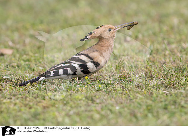 stehender Wiedehopf / standing Eurasian Hoopoe / THA-07124