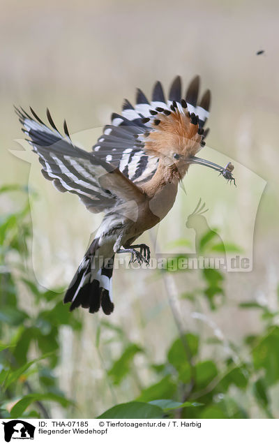 fliegender Wiedehopf / flying Eurasian Hoopoe / THA-07185