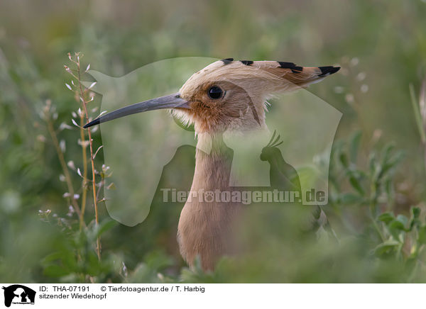 sitzender Wiedehopf / sitting Eurasian Hoopoe / THA-07191