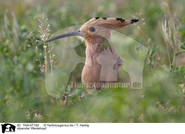 sitzender Wiedehopf / sitting Eurasian Hoopoe / THA-07192