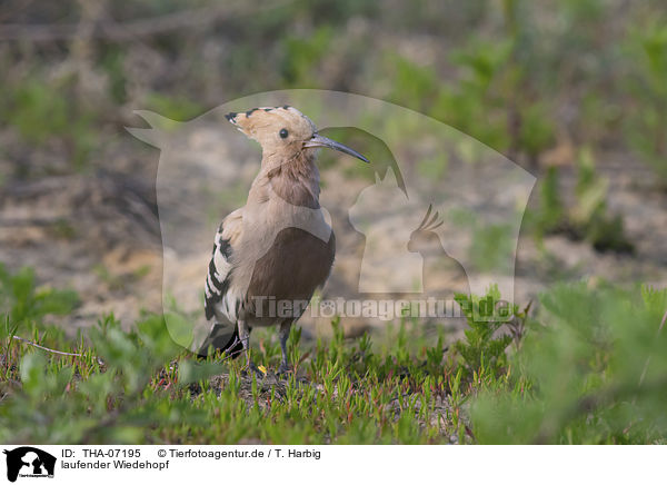 laufender Wiedehopf / walking Eurasian Hoopoe / THA-07195