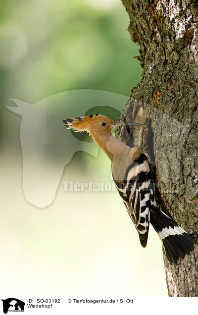 Wiedehopf / Eurasian hoopoe / SO-03192