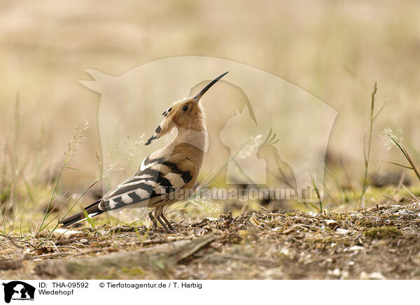 Wiedehopf / Eurasian hoopoe / THA-09592